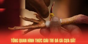 Đá Gà Cựa Sắt 8Kbet - Địa Điểm Cá Cược Hấp Dẫn Nhất Năm 2024